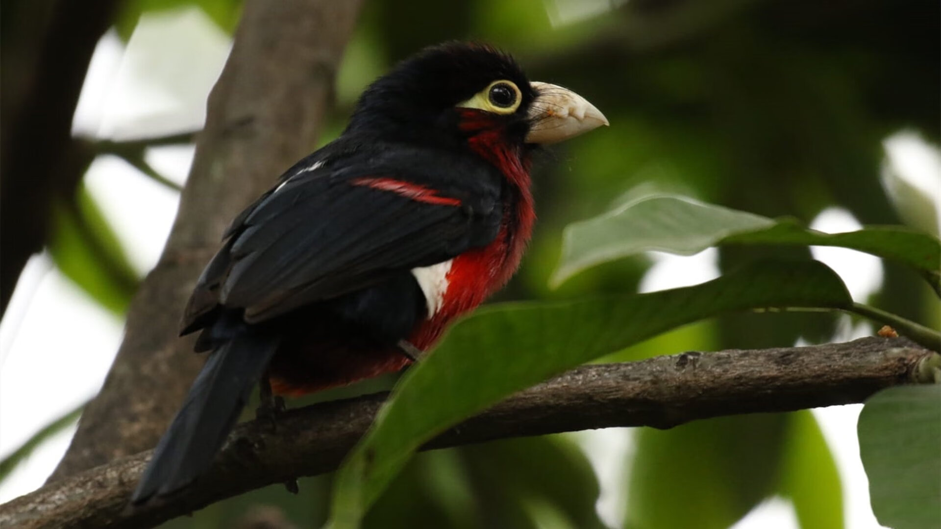 FIFA面临球员健康风险投诉,赛程过于密集,fifa状态影响