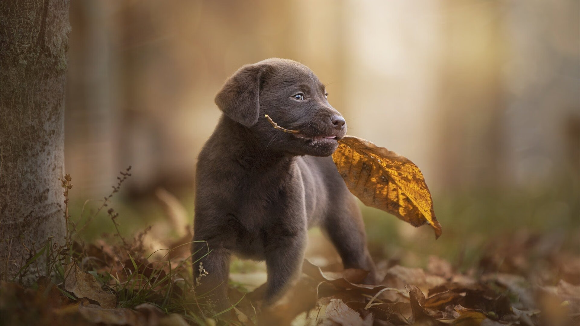 _世界羽毛球锦标赛:中国选手连续夺冠_,羽毛球世界锦标赛视频
