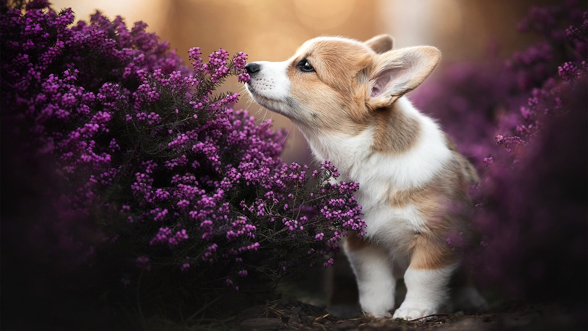 关注——足球裁判员职业发展路径逐步完善，足球裁判员主要职责