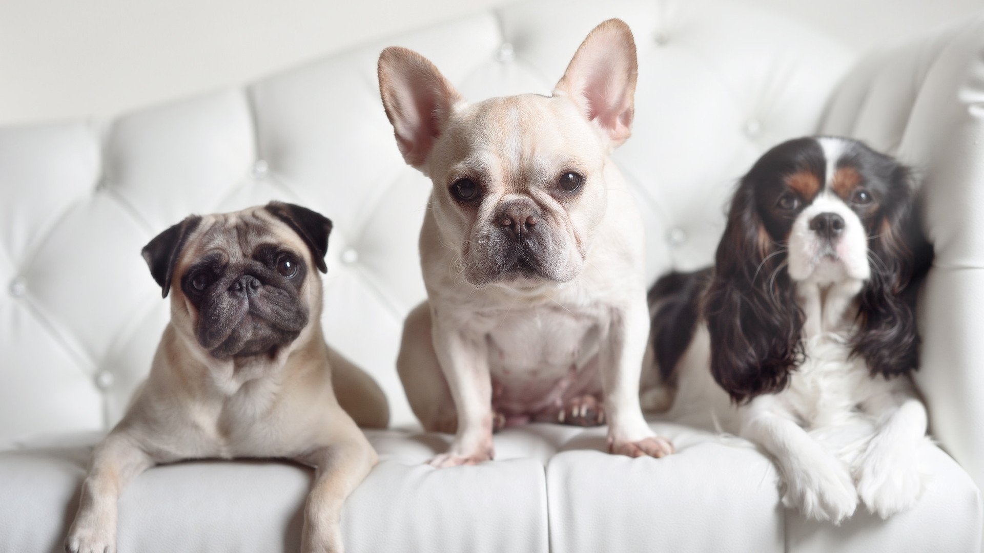 关注——足球裁判员职业发展路径逐步完善，足球裁判员主要职责