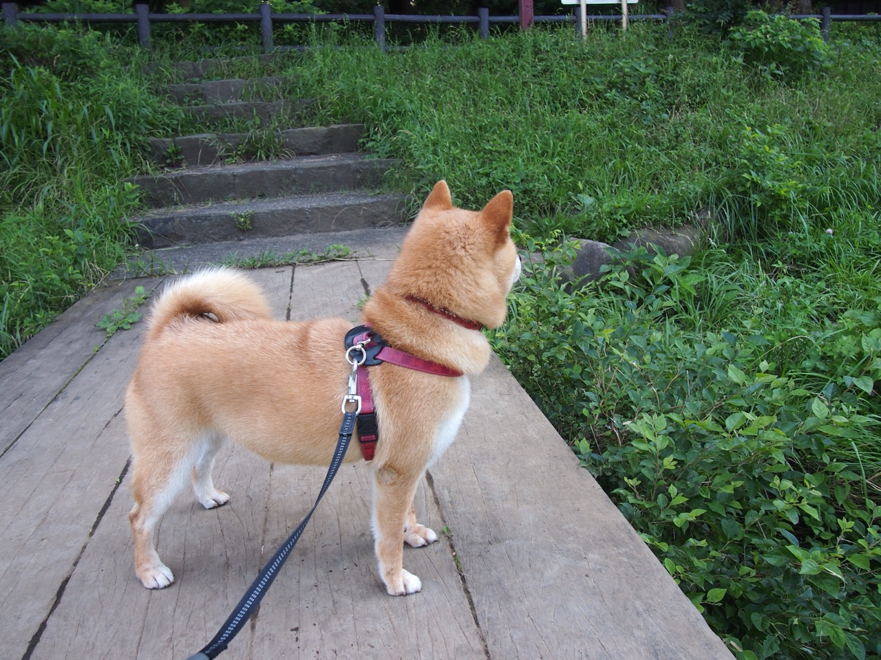 2025年冰雪运动会,冰上飞驰点燃激情,2020冰雪运动会视频