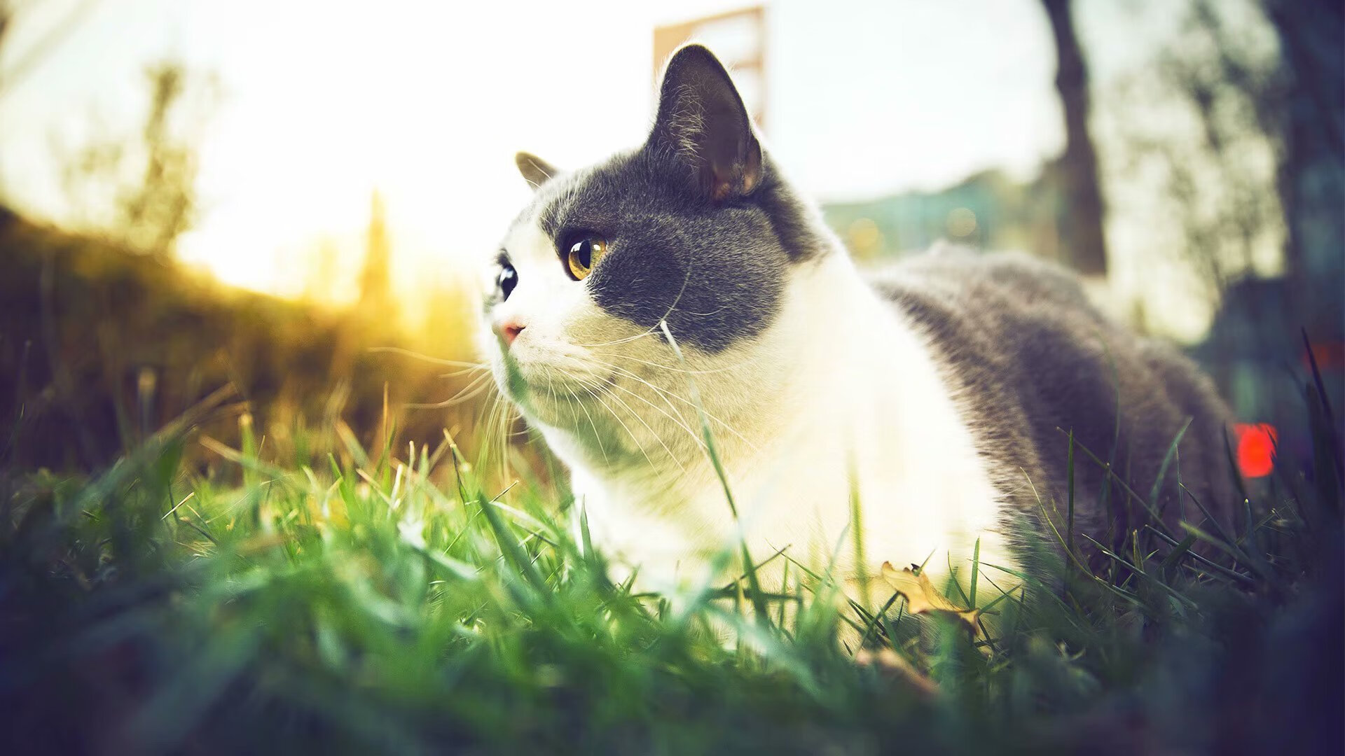 伊朗门将扑球滑进雪堆消失3秒，观众惊呼“魔术门将”，伊朗队守门员